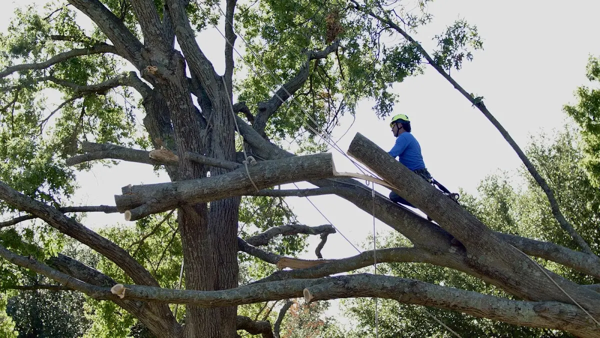 Professional Crown Thinning performed by certified arborists in Mountain View