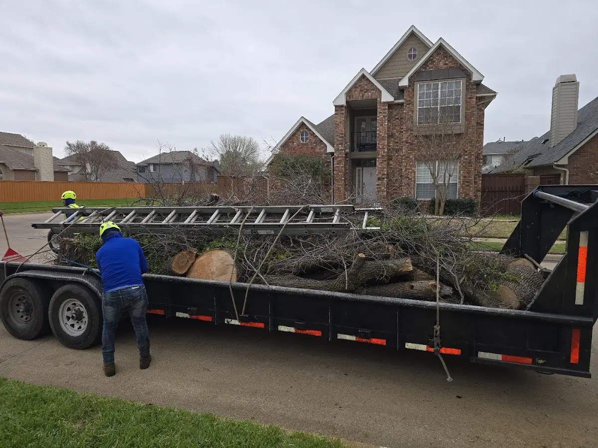 Expert Tree Pest Control with proper safety equipment in Mountain View